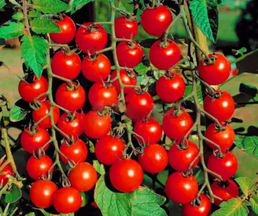 [260103003] Улаан лооль Виноградинка