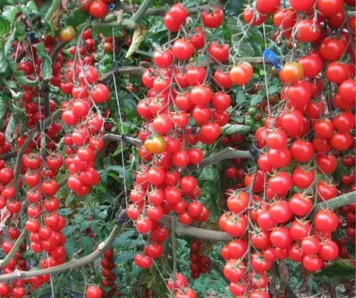 [260103005] Улаан лооль Вишенка красная