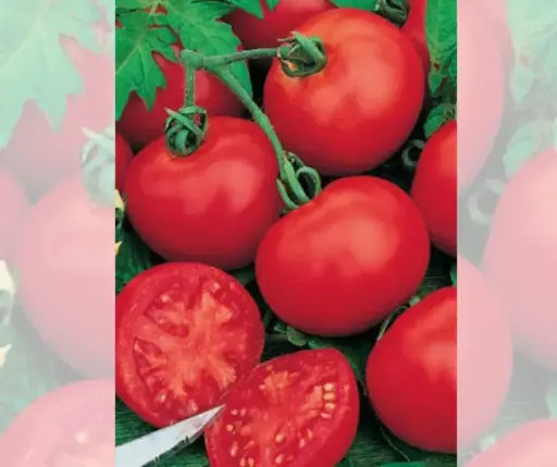 [260103006] Улаан лооль  Гном