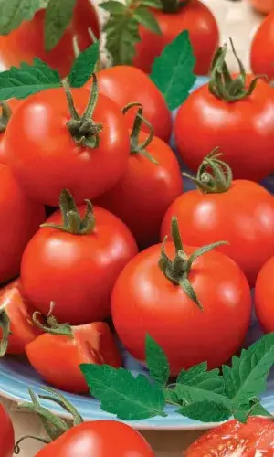 [260103007] Улаан лооль Чародей 