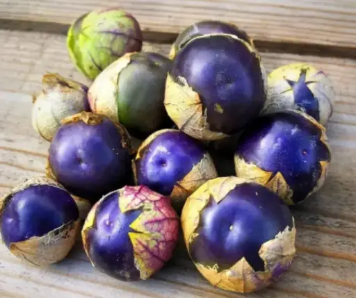 [260105003] Уутат помидор Физалис Tomatillo Pourpre