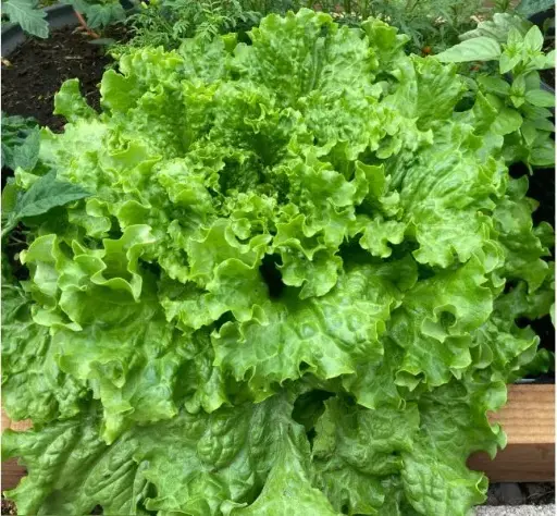 [260111001] Салат навч EMOCION /эмокшин/ кг