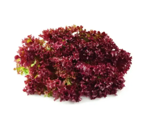 [260111004] Улаан салат навч ZISENCAI