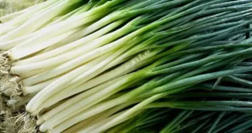 [26042902001] Ногоон сонгины үр Орос 