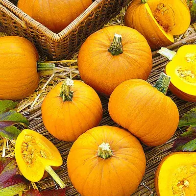 [260107003] Бөөрөнхий шар хулуу Парижская