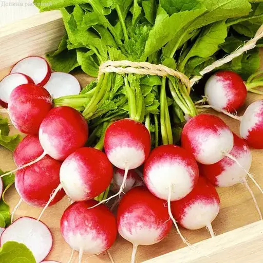 [260113002] Улаан лууван Редис Розово красный