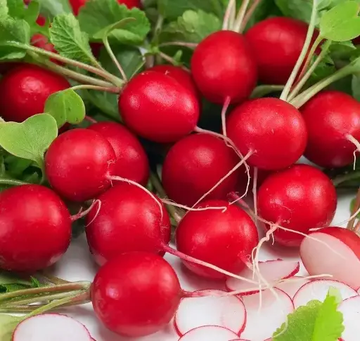 [260113003] Улаан лууван Редиск Саха 2 /470.350/