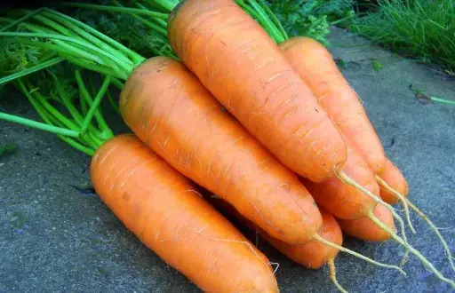 [260113005] Шар лууван Шантанэ 2461  Монгол