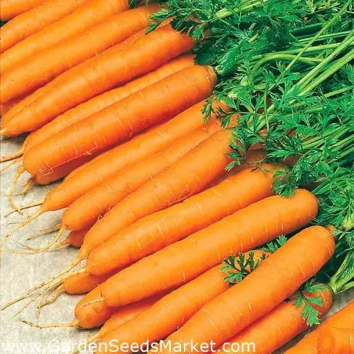 [260113007] Лууван Амстердамм кг  /444.650/