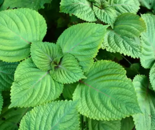 [260128010] Гүнжидийн  навч /1,3г/