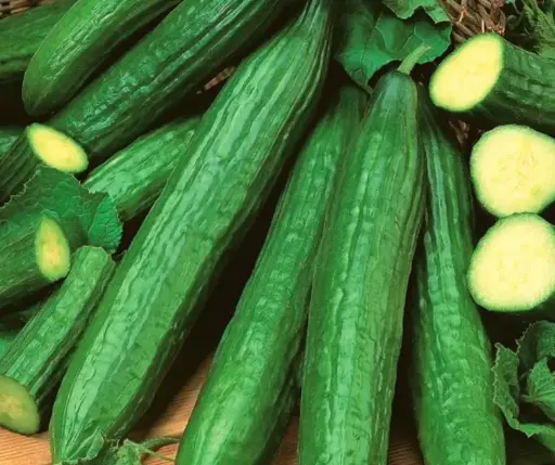 [260402001] Өргөст хэмх Саладин F1 100ш