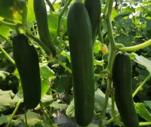 [260402010] Өргөст хэмх Rich lord 100ш