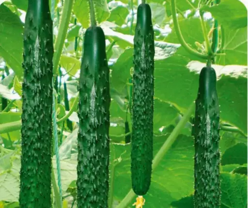 [260402019] Өргөст хэмх Хятад арзгар 50ш