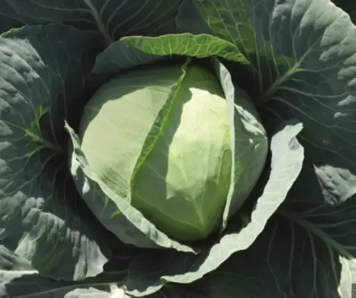 [260116023] Байцай Bronco F1 2500ш