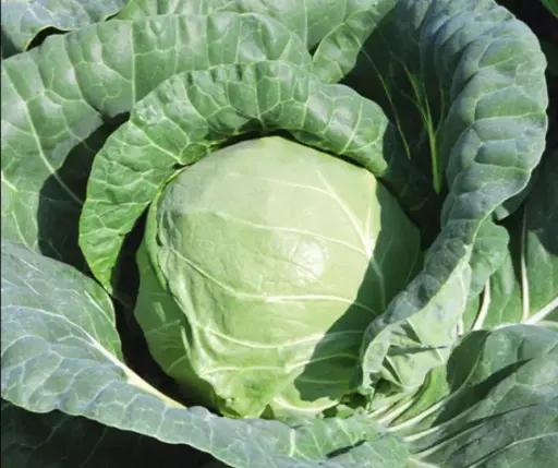 [260116024] Байцай Тiara F1 2500ш