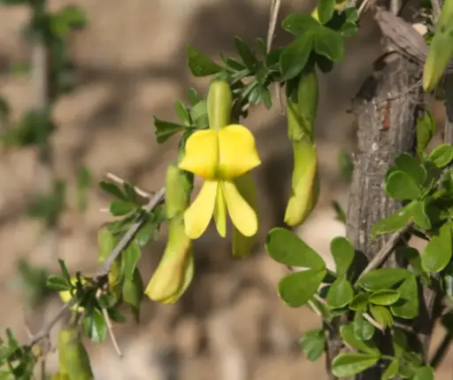 [1701005] Харгана /кг/