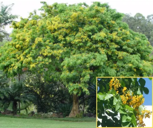 [1702004] Гүргэм модны үр