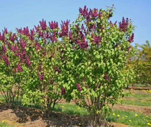 [1702005] Голт борын үр 1,5гр