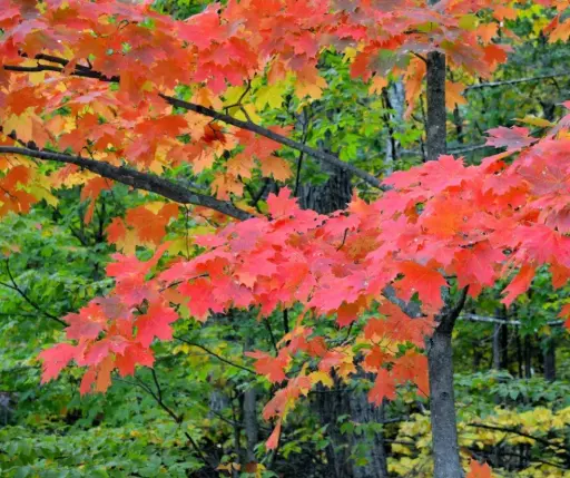 [1702008] Улаан агч 3г 