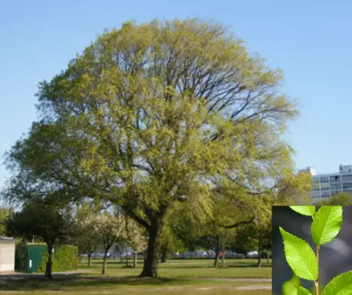 [1702009] Жигд модны үр