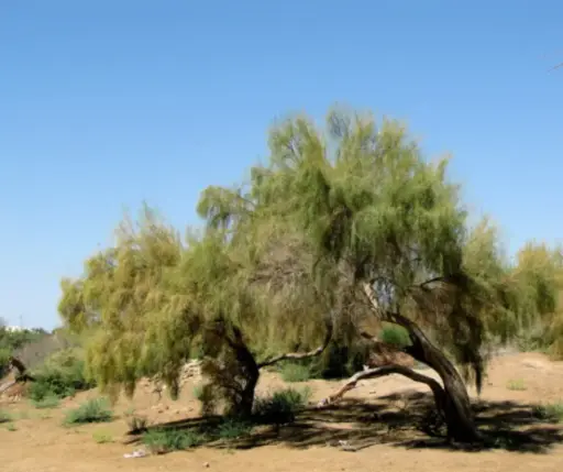 [1701008] Заг модны үр /кг/