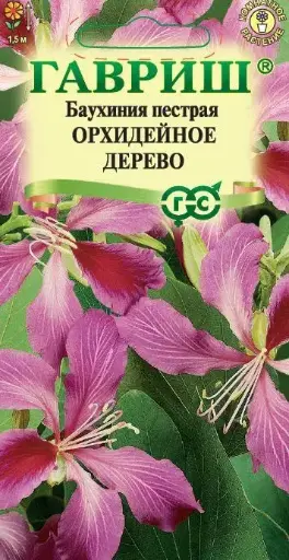 [1702011] Баухиния Орхидейное дерево (пурпурная) 
