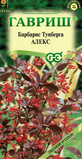 [1702019] Барбарис Алекс (Тунберга)