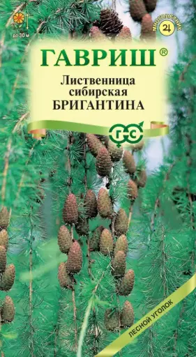 Шинэс Лиственница сибирская БРИГАНТИНА
