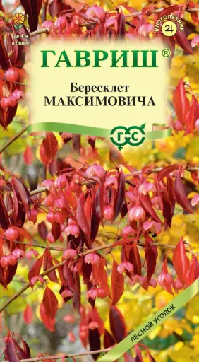 Бересклет Максимовича