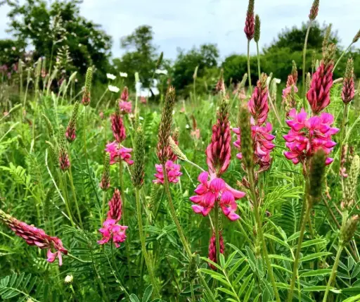 [1502003] Хүцэнгэний үр