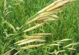 [1502004] Согооврын үр