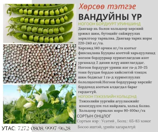 [1501003] Тэжээлийн вандуйны үр элит