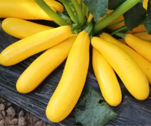 [260410003] Хулуу Кабачок Цуккини Желтоплодный