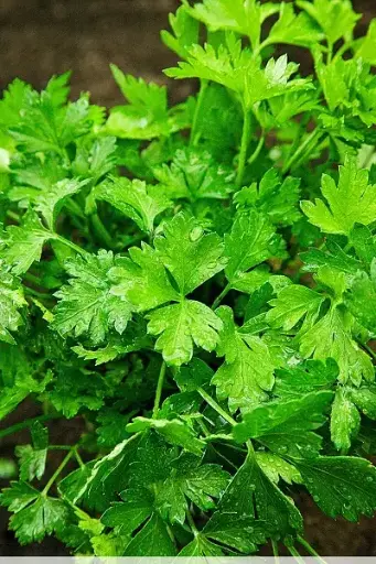 [260419002] Яншуй Петрушка обыкновенная листовая - Таримал Ургамал