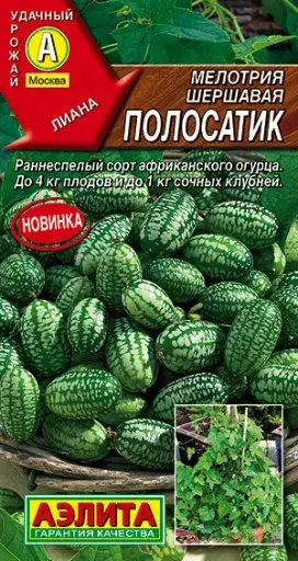 [260412014] Амтат гуа Мелотрия (Мышиная дыня) Полосатик