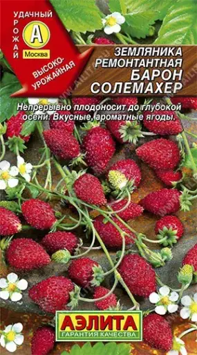 [260433006] Гүзээлзгэнэ Земляника ремонтантная Барон Солемахер