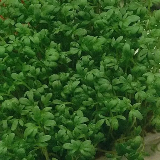 [260417008] Кресс салат Забава