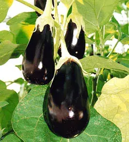 [260409019] Хаш - Баклажан Викар