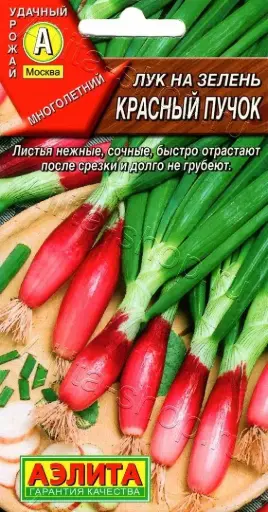 [26042905002] Сонгино - Лук на зелень Красный пучок