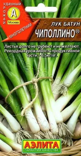 [26042902015] Сонгино - Лук батун Чиполлино
