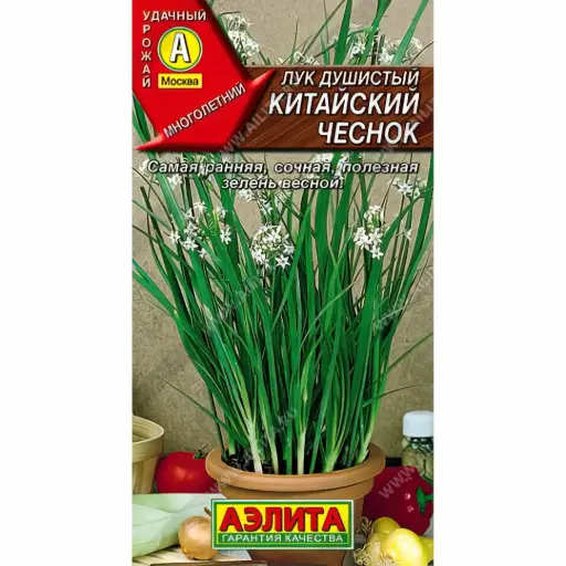 [26042902019] Сонгино - Лук душистый Китайский чеснок