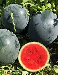 [260432011] Тарвас Арбуз рубин