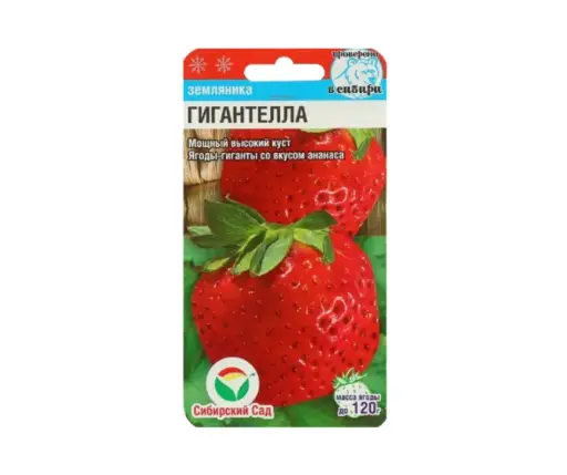 [260433022] Гүзээлзгэнэ - Земляника Гигантелла