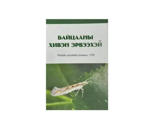 [19017] Байцааны хивэн эрвээхэй