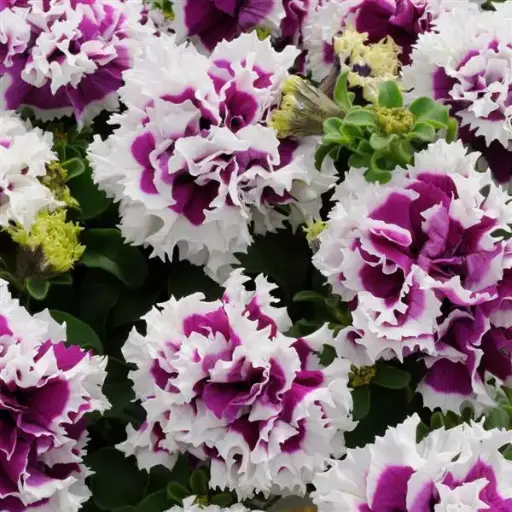 [290122085] Хун цэцэг - Petunia  /302600/ Double Pirouette Purple Пируэт хөх ягаан /бүрэлттэй/