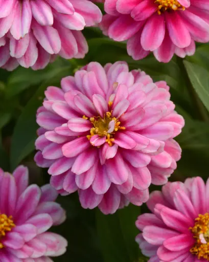 [290107013] Хөмөөс -  Zinnia Elegans /1246682/ Давхар дэлбээт Zahara цуврал Бөөрөлзгөний долгион /бүрэлтгүй/
