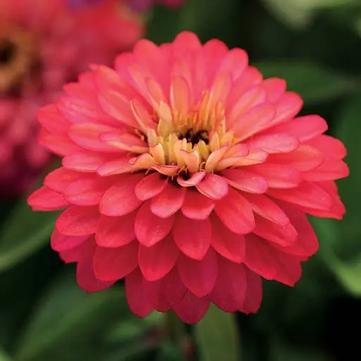 [290107014] Хөмөөс -  Zinnia/1246678/Давхар дэлбээт цуврал/бүрэлтгүй/double salmon