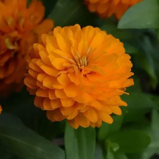 [290107016] Хөмөөс -  Zinnia Elegans /1246674/  Давхар дэлбээт Zahara цуврал цайвар улбар шар /бүрэлтгүй/