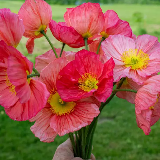 [290128005] Намуу - Papaver Хөөсөн цуврал Ягаан намуу /идэвхжүүлсэн/