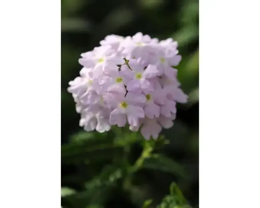 [290129005] Догор - Verbena L Куарт XR цуврал Мөнгөлөг ягаан /идэвхжүүлсэн/